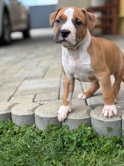 Americký stafordšírsky teriér - 12