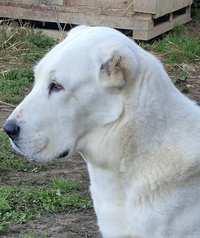 Stredoázijský ovčiak SAO s PP - 12