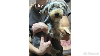 Baricsfarma ponúka na predaj yorkshirských teriérov - 12