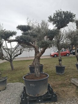 Olivovník bonsai - 12