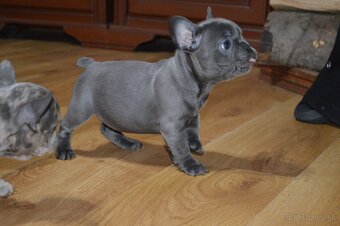 francuzsky buldocek - 12