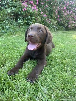 hnědé šteniatka labrador a – pripravené na odber - 12