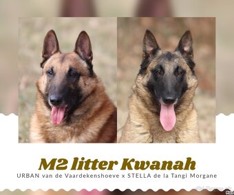Belgický ovčiak - Malinois s PP, iba sučky - 12