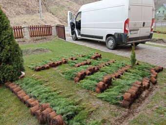 Tuja Smaragd, vavrínovec, červienka - Ružomberok - 12