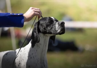 Pointer - anglický pointer - 12