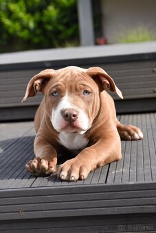 Šteniatka American Bully XL s pp na predaj - 12