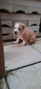 American Bully - 12