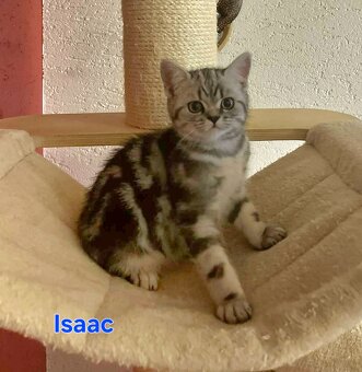 Britské whiskas mačiatka s PP - 12