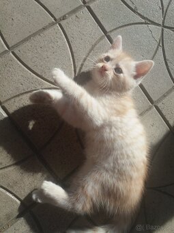 Perzské mačiatko - 12