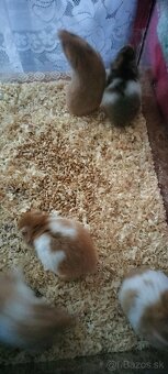 Sýrsky škrečok - 12