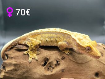 PAGEKON RIASNATY - 12