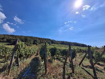 Vinohrad v Tokajskej oblasti - 12