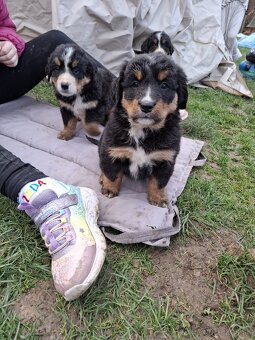 Bernský salašnícky pes- Šteniatka - 12