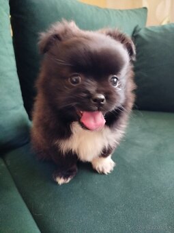 Pomeranian +nemecký špic - 12