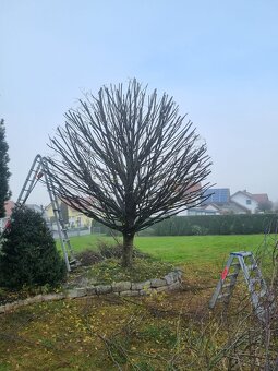 Frézovanie pňov, spiľovanie stromov - 12