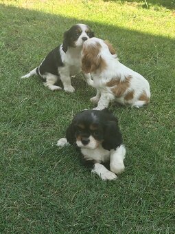 Šteniatka Cavalier king Charles španiel, kavalier - 12