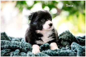 Border Collie Border Kolia s PP FCI - 12