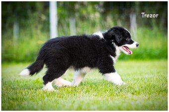 Border Collie Border Kolia s PP FCI - 12