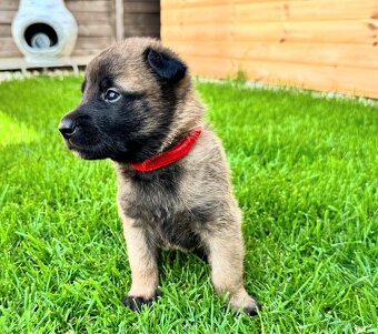 Belgický ovčiak - Malinois - 12