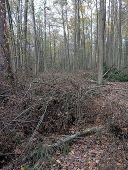 Agát, Agátové ploty - 12