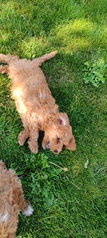Maltipoo+maltipoo= maltipoo - 12
