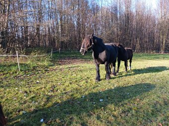 Ogiery zimnokrwiste - 12