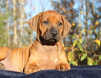 Rhodézsky ridgeback - 12