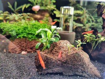 Predám krevetky Orange Sunkit Grade SS - 12