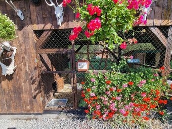 Voliery , klietky - 12