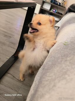 Pomeranian spic - 12