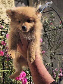 Pomeranian spic - 12