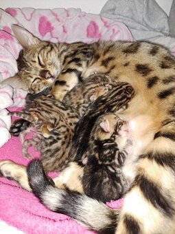 Bengalsky kocurik na krytie - 12