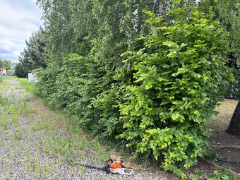 Úprava záhrad a živých plotov, vypiľovanie tují, kosenie - 12