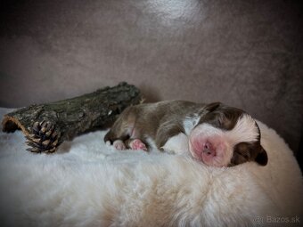 Austrálsky ovčiak s PP - 12