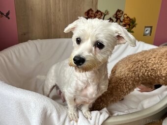 Maltipoo - šteniatko (chlapec) - 12