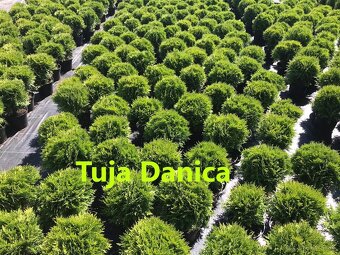 Vavrinovec, TUJA SMARAGD - 12