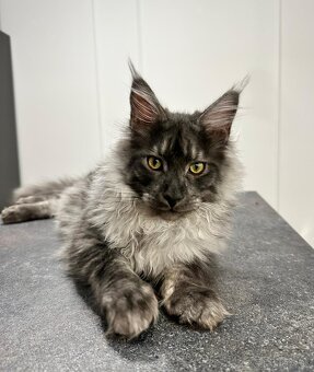 Maine coon,  mainská mývalia s PP - kocúrik - 12