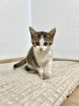 Darujeme mačiatka - 12