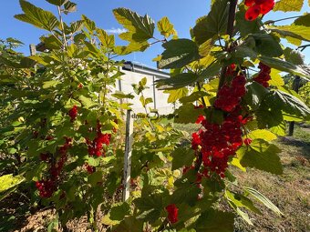 Na predaj: Ovocná záhrada v Leviciach - 12