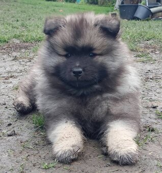 Německý špic vlčí / keeshond prodám krásná štěňata s PP - 12