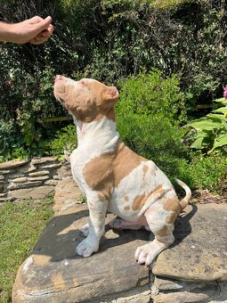 American bully XL - 12