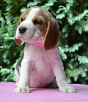 Bigel, bigl, beagle s PP - 12