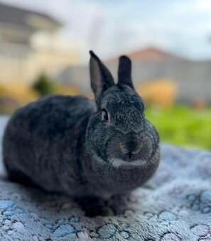 Zajkovia na Adopciu - 12