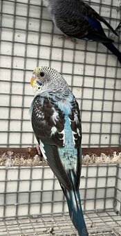 Blackwing andulky - 12