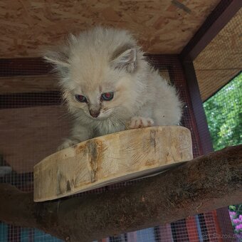 Ponukam maciatka ragdoll - 12