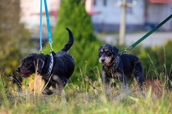 Darujem malú strapatú sučku Ariel - mix jazvečík, bradáč - 12