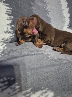 Jazvečik trpasliči - 12