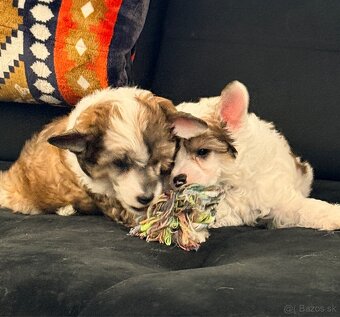 ÚŽASNÉ šteniatka - Čínsky chocholatý pes - labutienky - 12