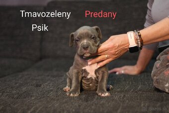 Predám šteniatka americkeho stafforda - 12