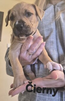 Americký stafordšírsky teriér - 12